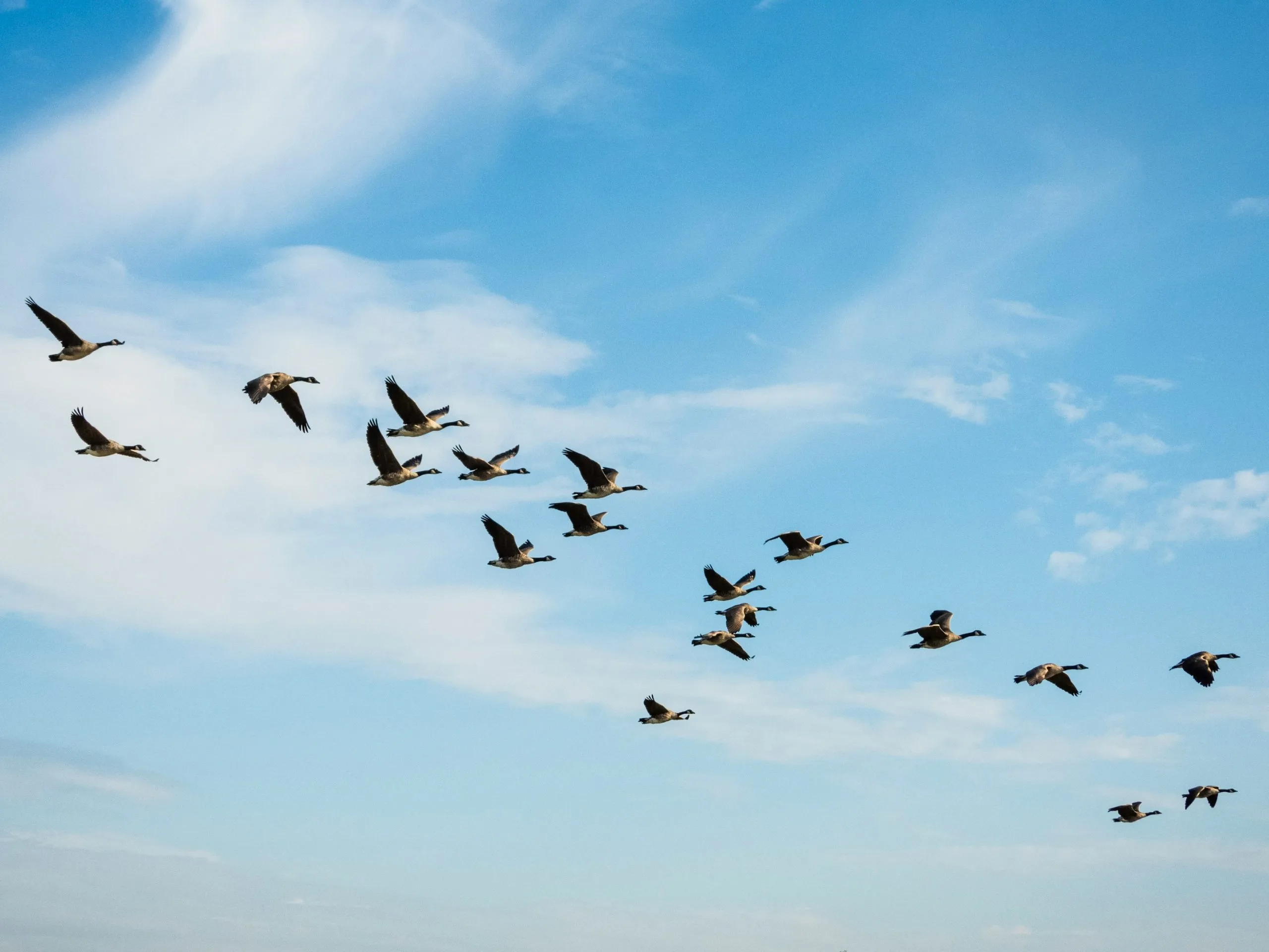 About divider geese